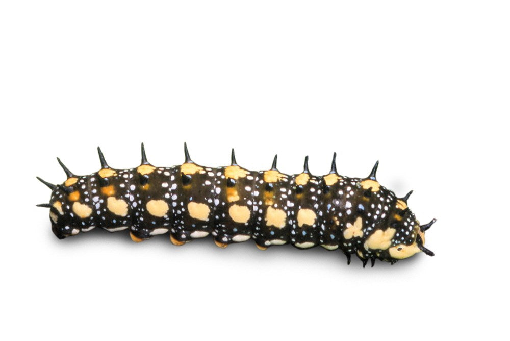 The Book of Caterpillars