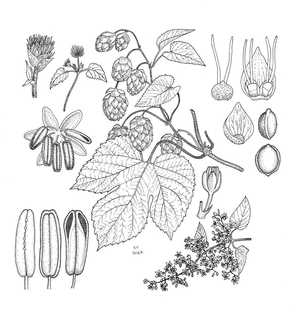 The Botany of Beer