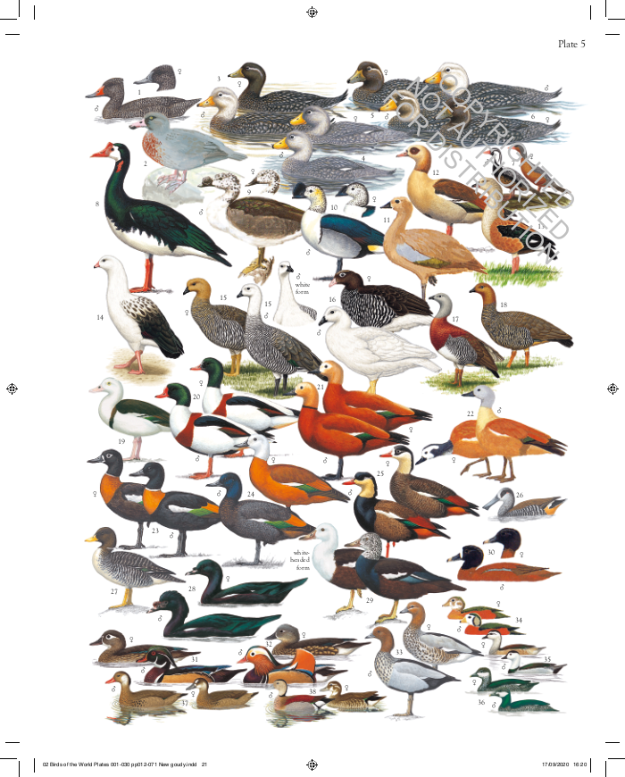 The Complete Birds of the World