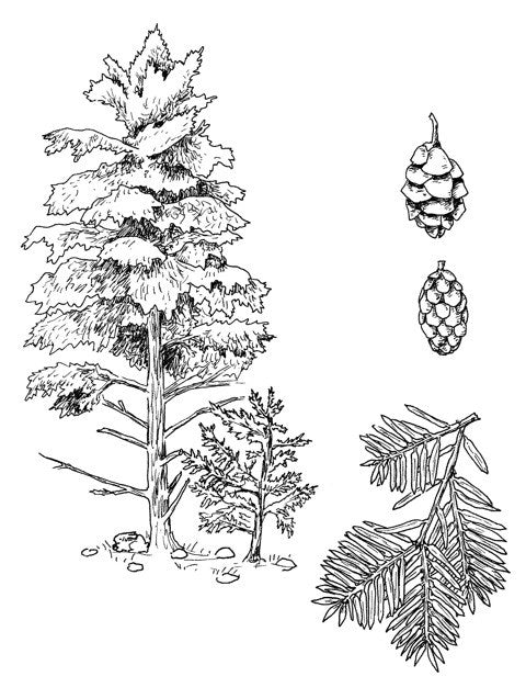 Plants Have So Much to Give Us, All We Have to Do Is Ask