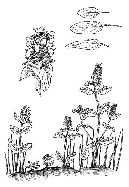 Plants Have So Much to Give Us, All We Have to Do Is Ask