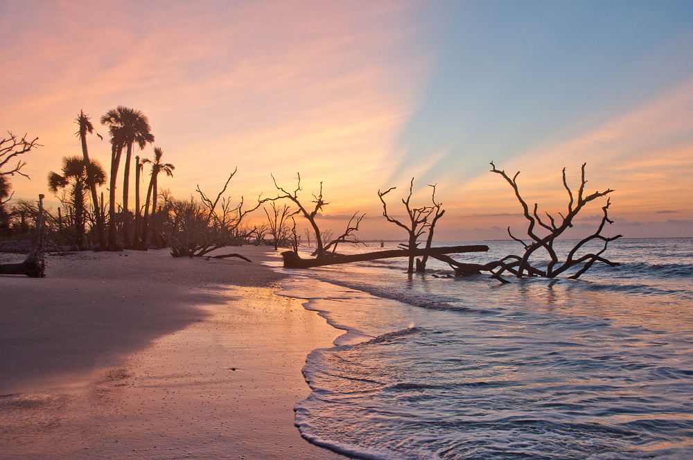A Beachcomber's Guide to Fossils