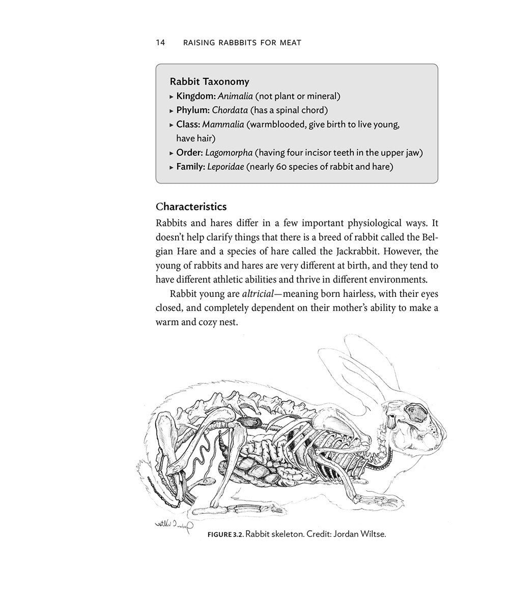 Raising Rabbits for Meat