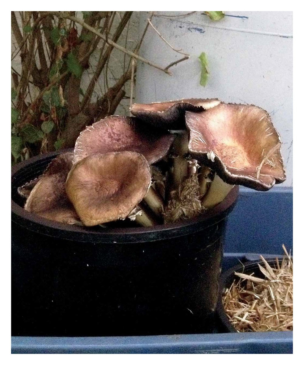 DIY Mushroom Cultivation