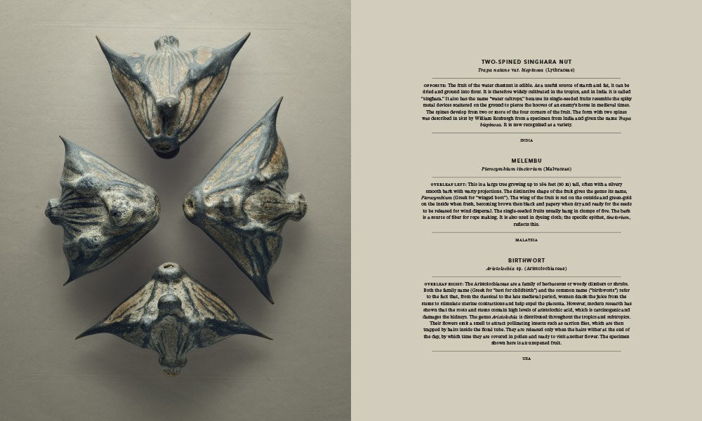 The Hidden Beauty of Seeds & Fruits