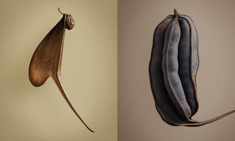 The Hidden Beauty of Seeds & Fruits