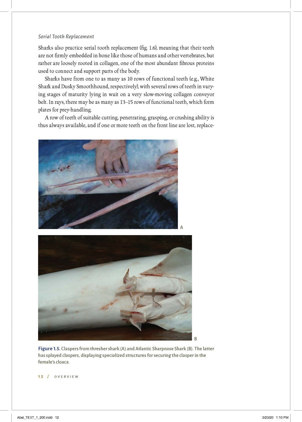Shark Biology and Conservation