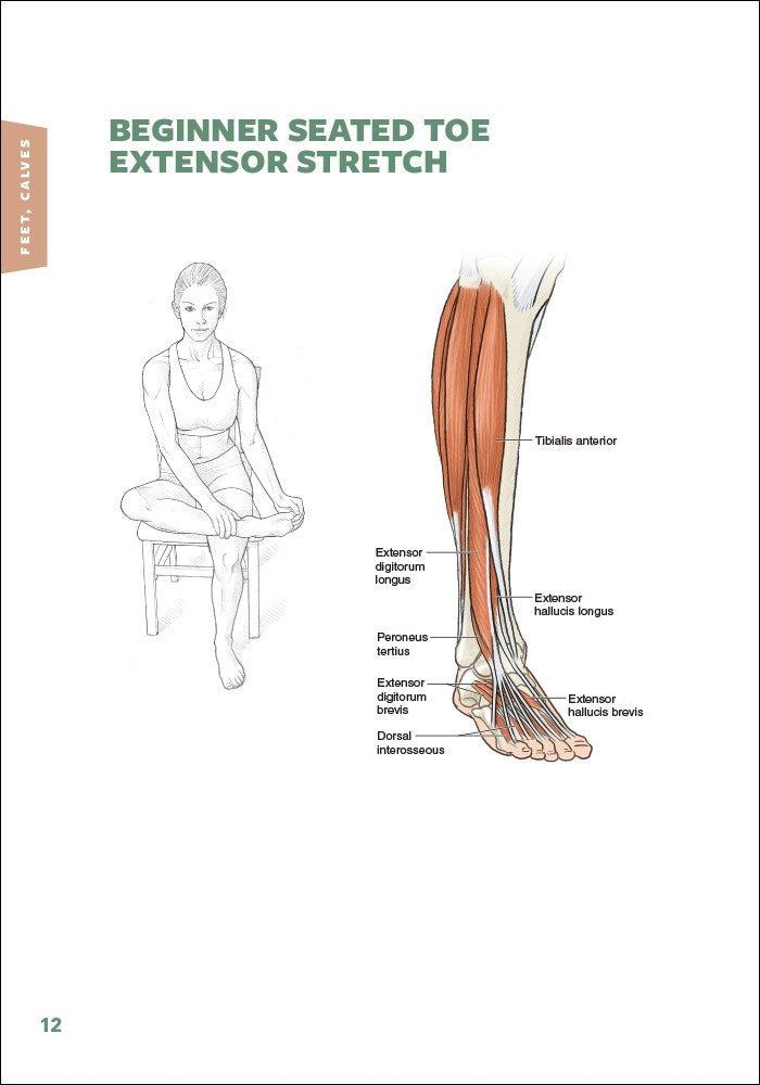 Stretching Anatomy