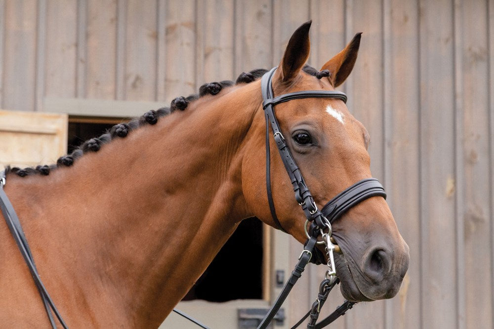 World-Class Grooming for Horses