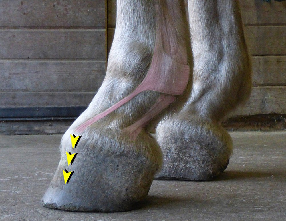 The Essential Hoof Book