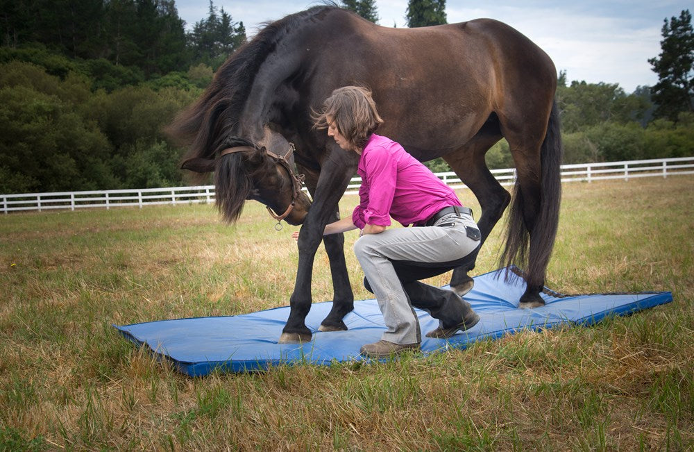 55 Corrective Exercises for Horses