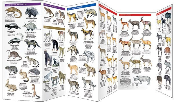 East Africa Wildlife