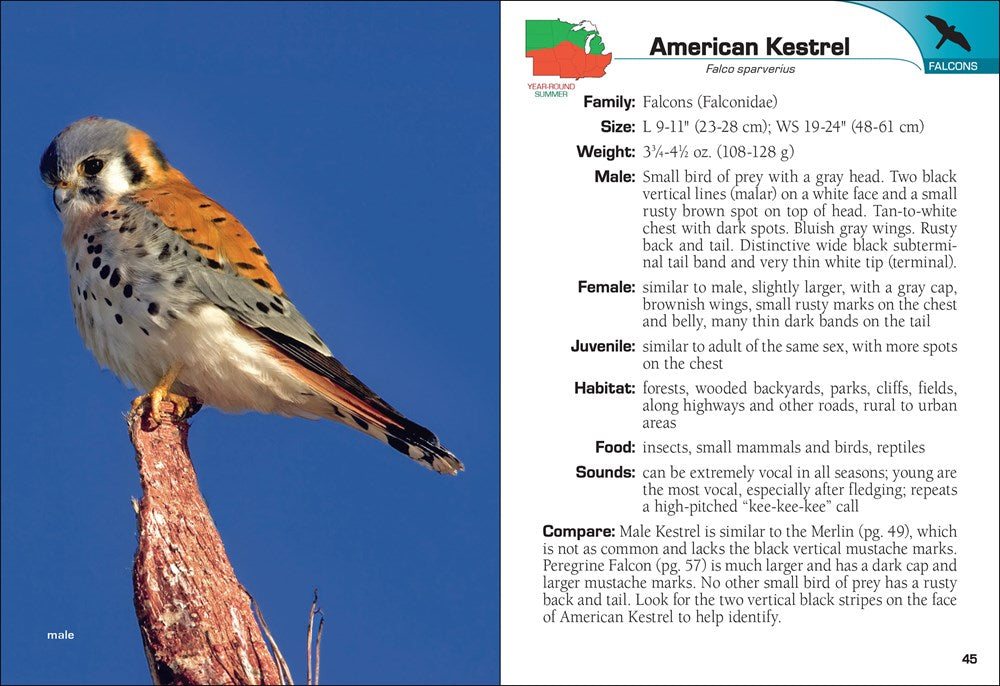 Birds of Prey of the Midwest Field Guide