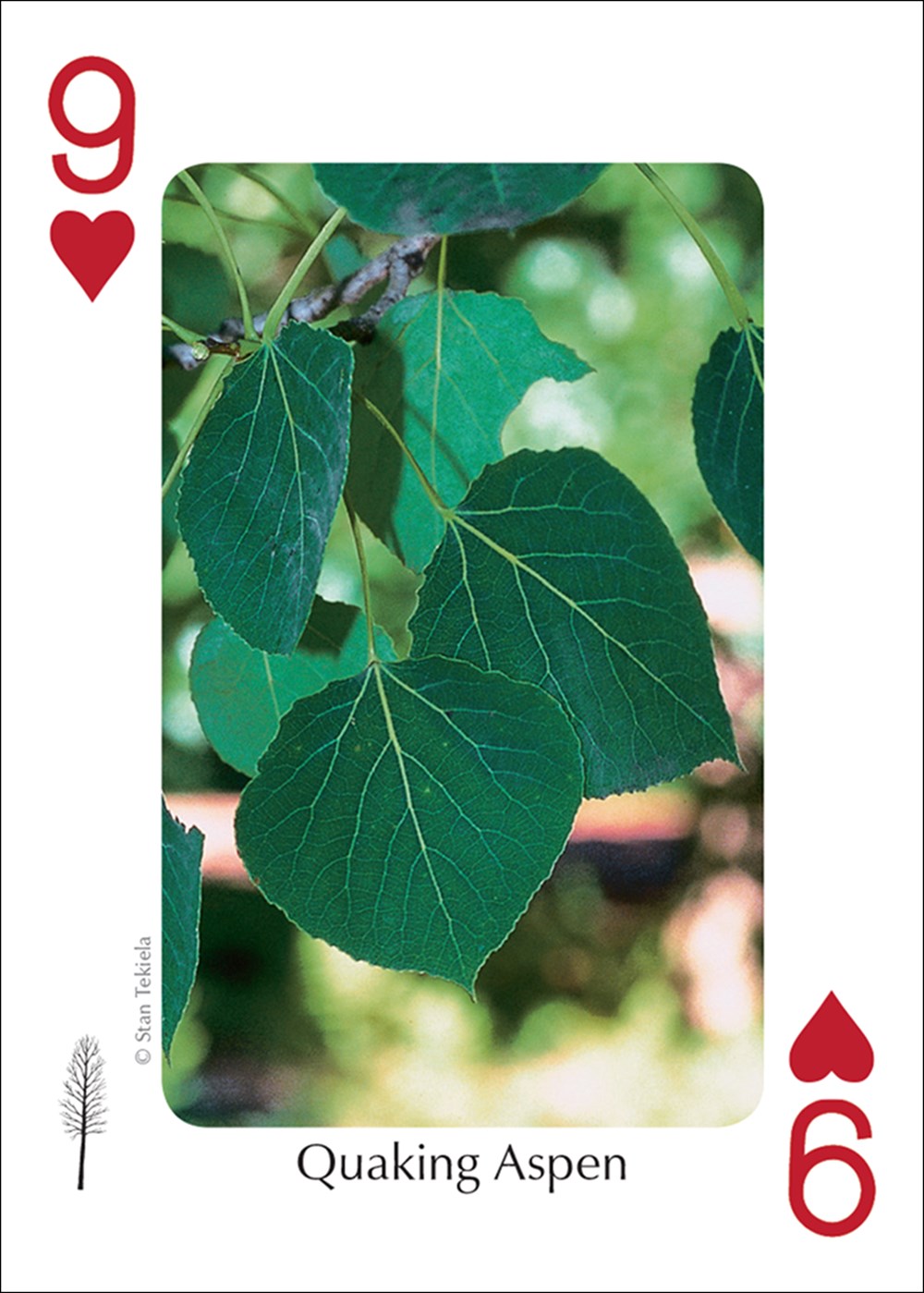 Trees of the Midwest Playing Cards
