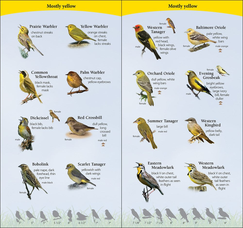 Birds of the Midwest