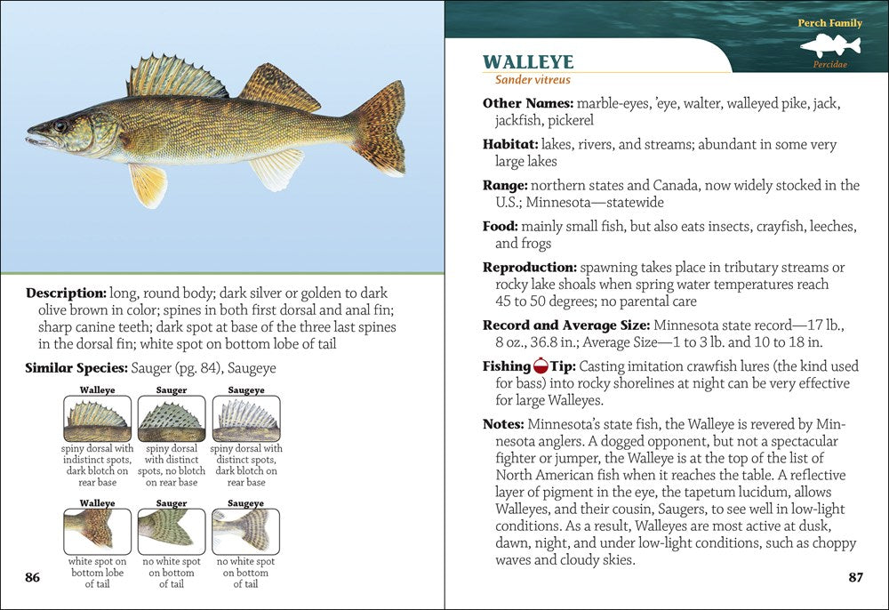 Fish of Minnesota Field Guide