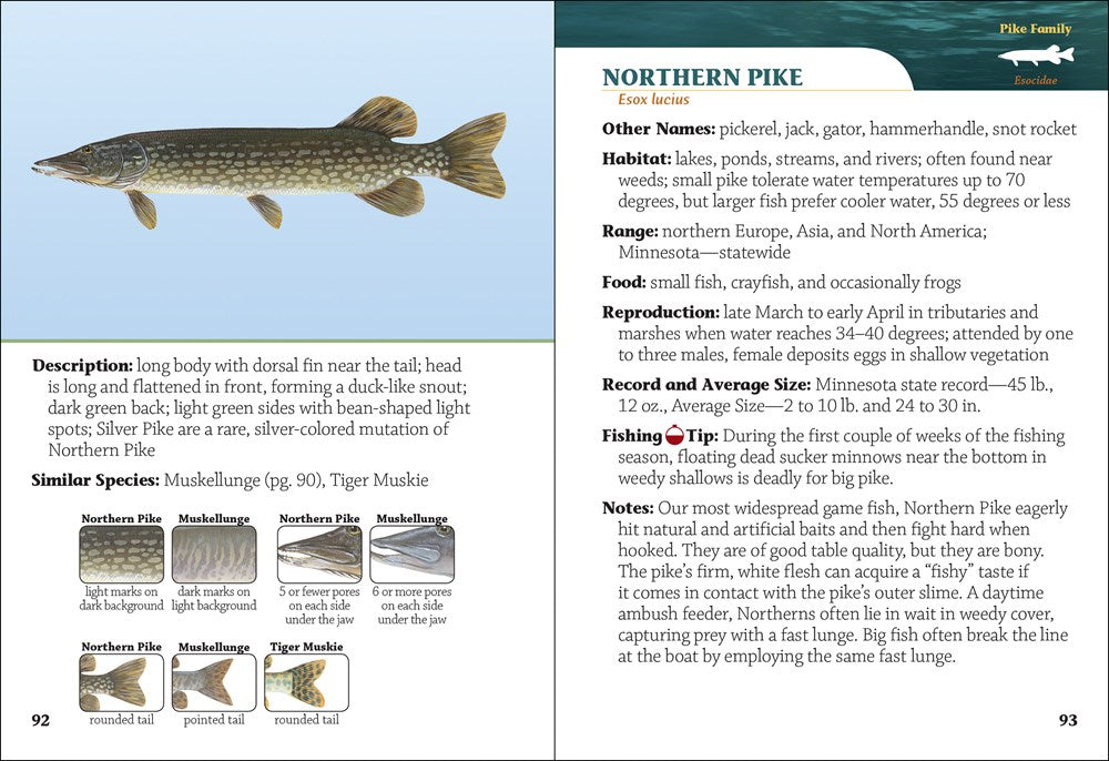 Fish of Minnesota Field Guide