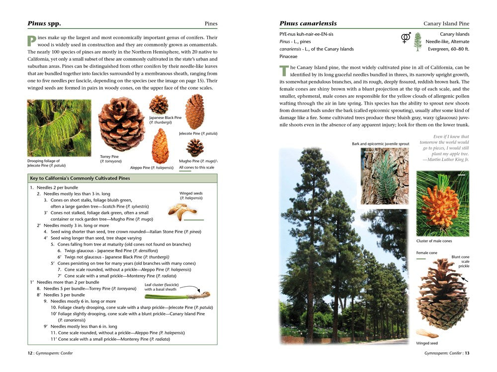 A Californian's Guide to the Trees Among Us