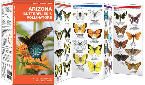 Arizona Butterflies & Pollinators