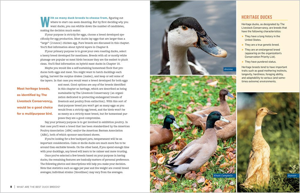 An Absolute Beginner's Guide to Raising Backyard Ducks