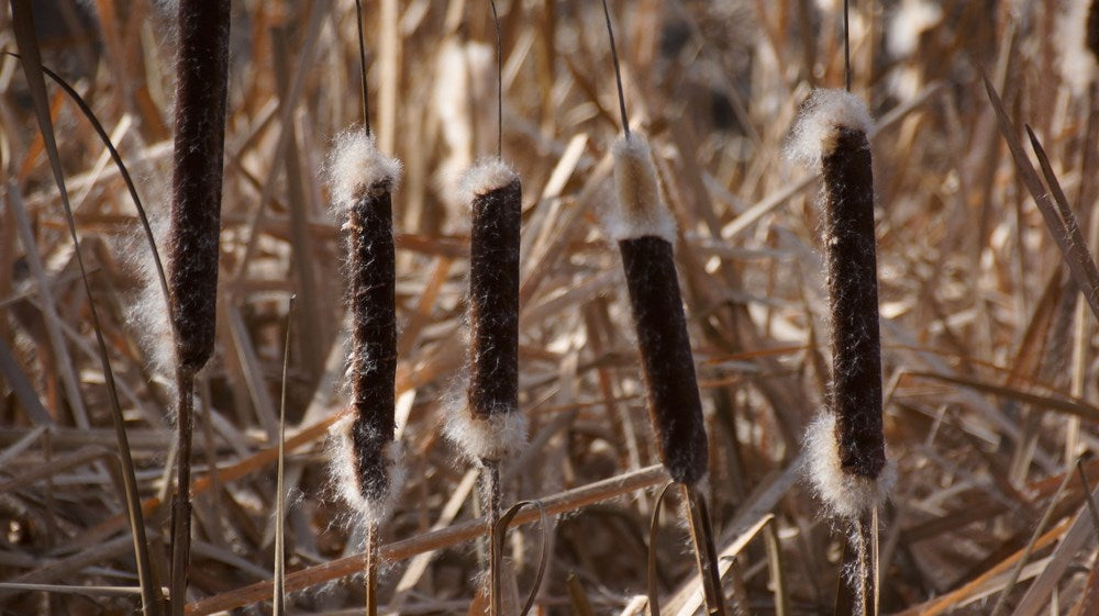 Outdoor Survival Skills