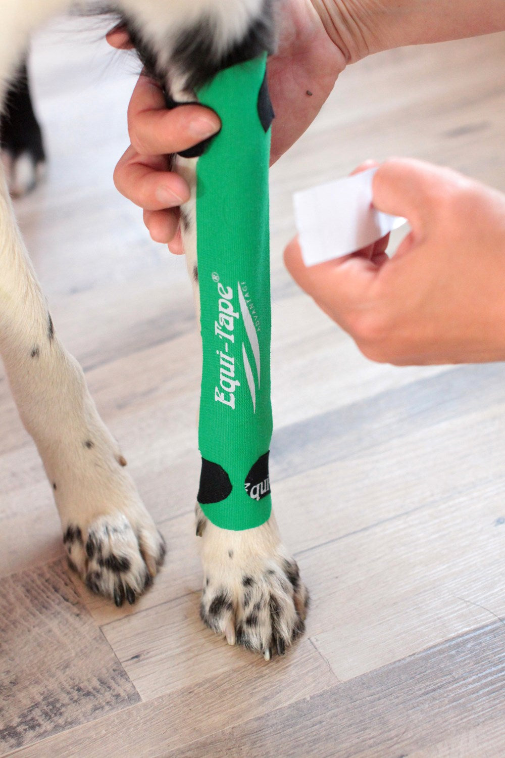 Kinesiology Taping for Dogs