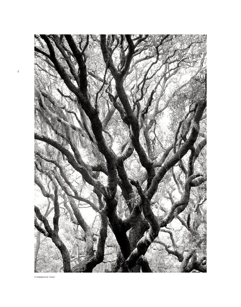 Wild Horses of Cumberland Island