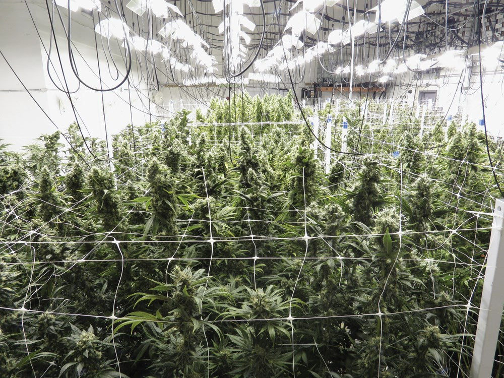 Marijuana Harvest