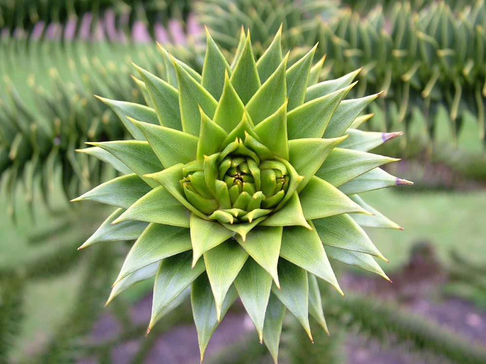 Patterns in Nature