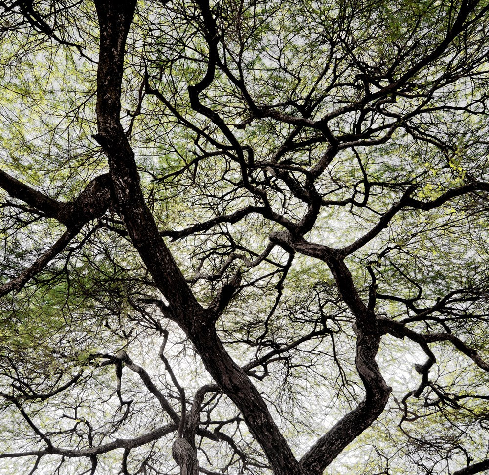Patterns in Nature