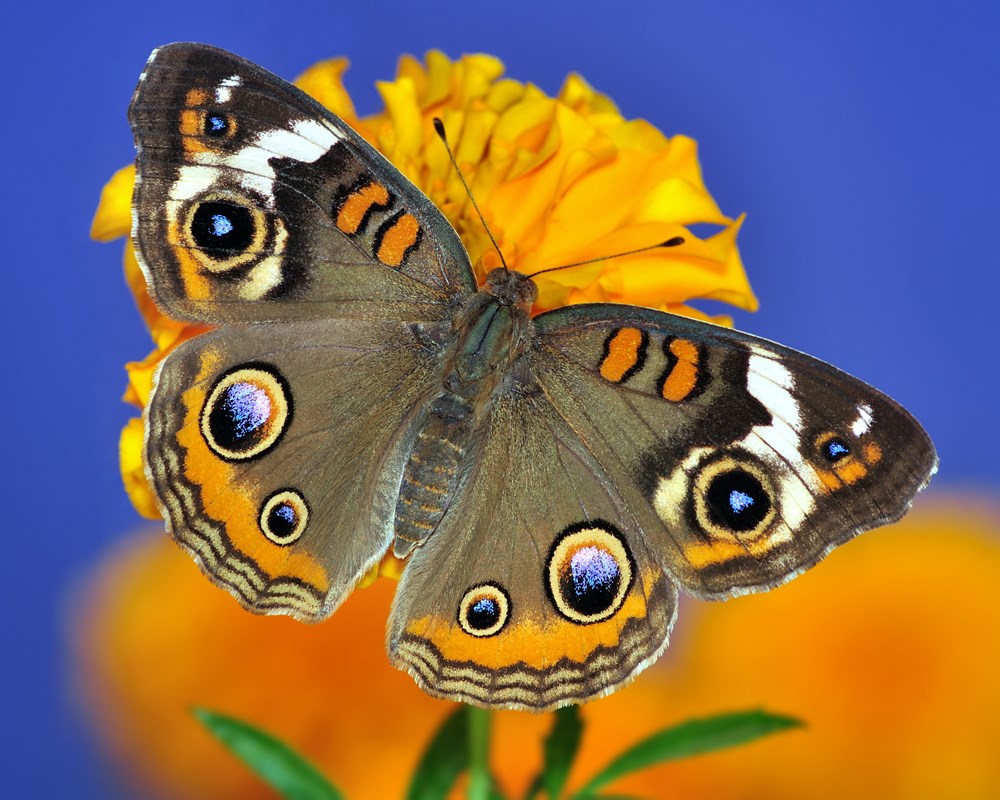 Patterns in Nature