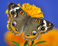 Patterns in Nature