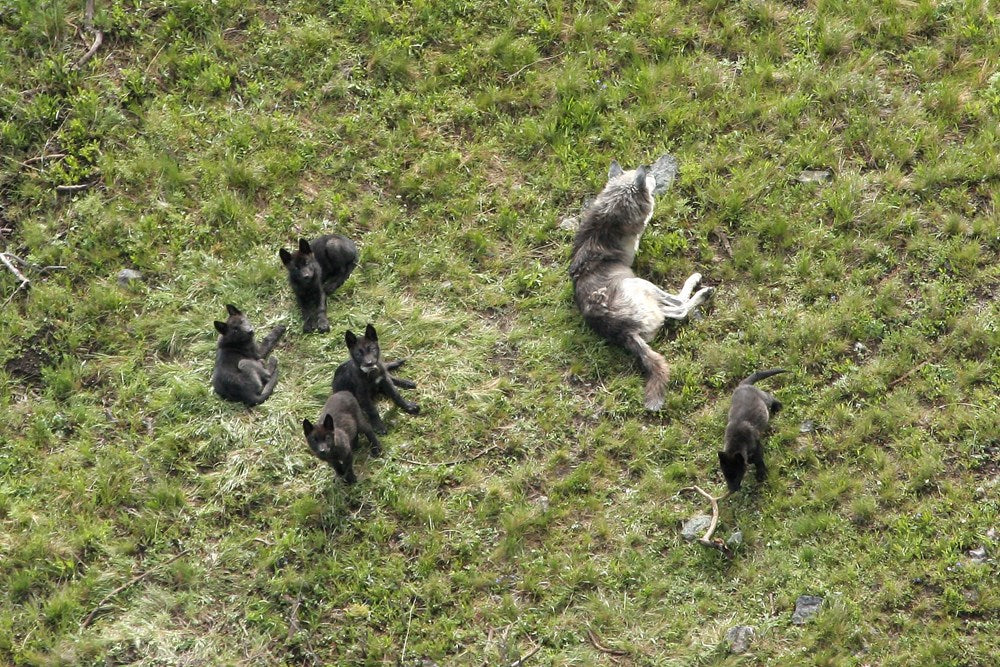 Yellowstone Wolves