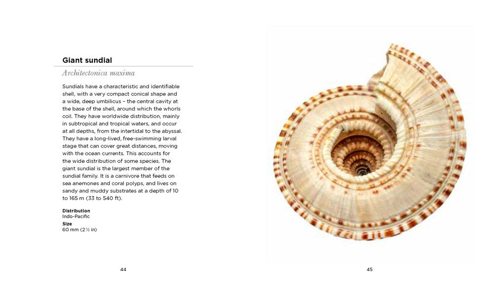 Fascinating Shells