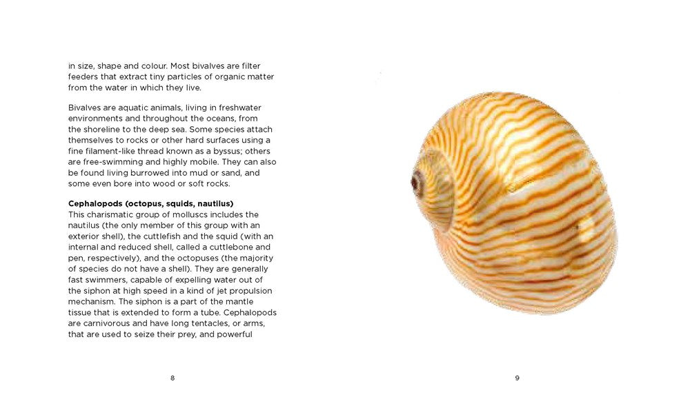 Fascinating Shells