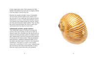 Fascinating Shells