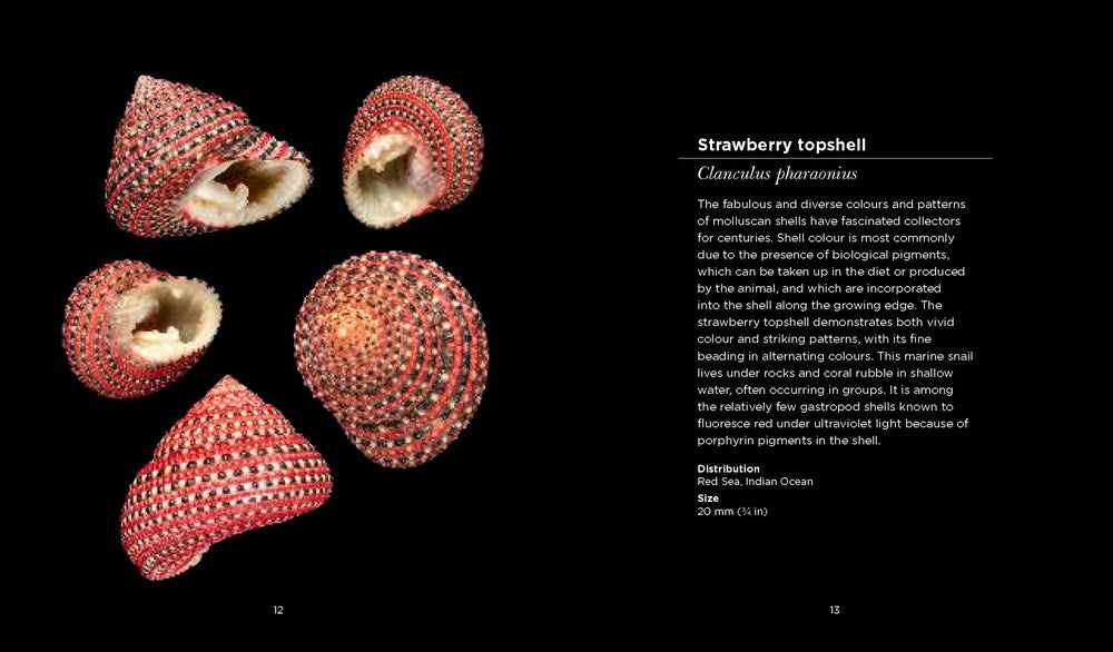 Fascinating Shells