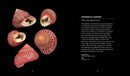 Fascinating Shells