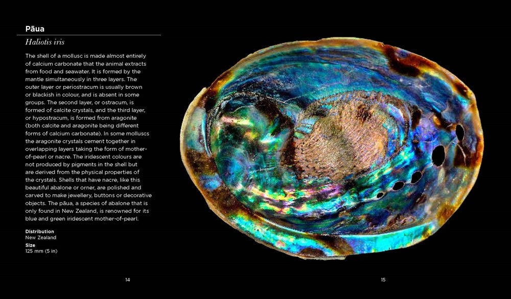 Fascinating Shells