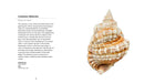Fascinating Shells