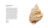 Fascinating Shells