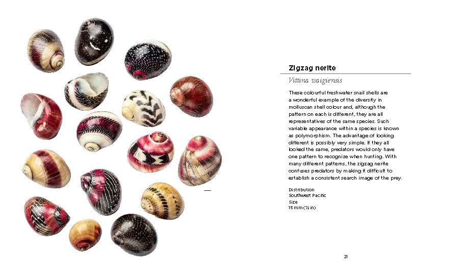 Fascinating Shells