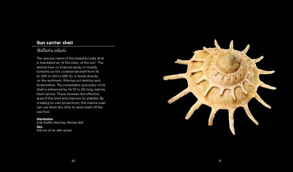Fascinating Shells