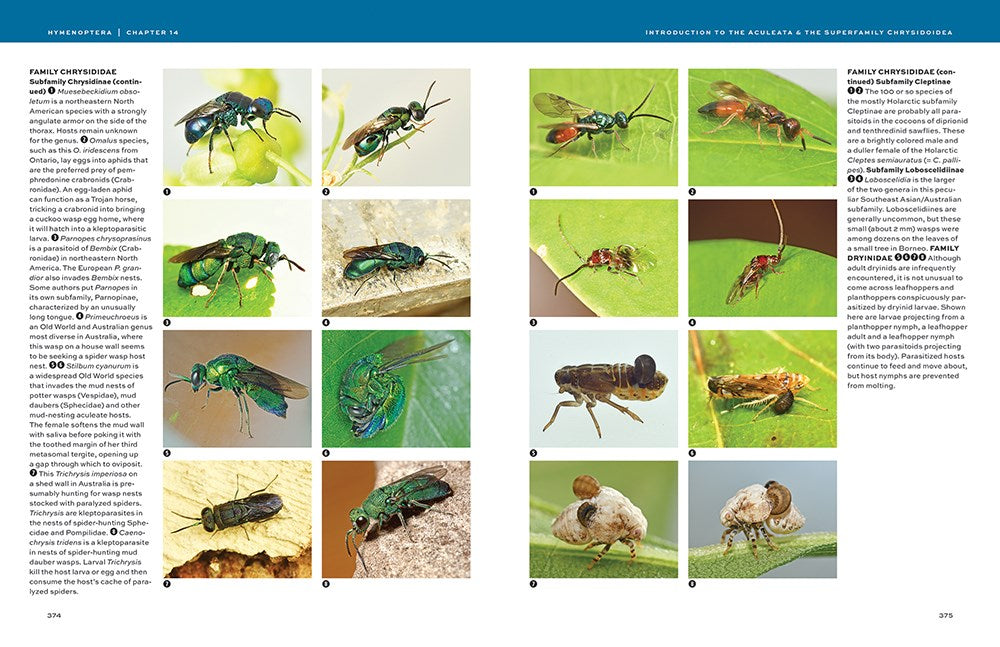 Hymenoptera