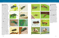 Hymenoptera