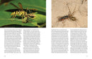 Hymenoptera
