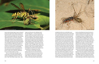Hymenoptera