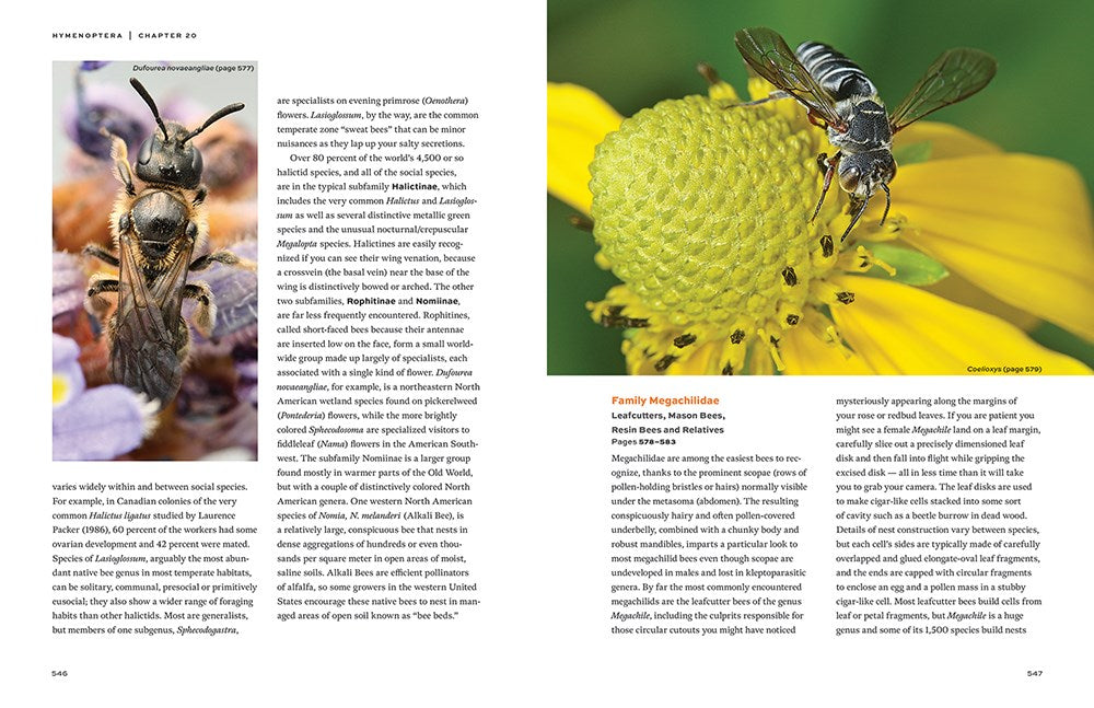 Hymenoptera