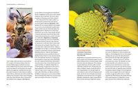 Hymenoptera