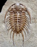 Travels with Trilobites